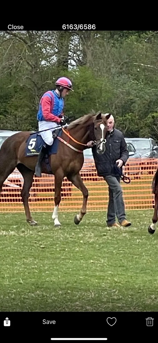 Horse - Image 3