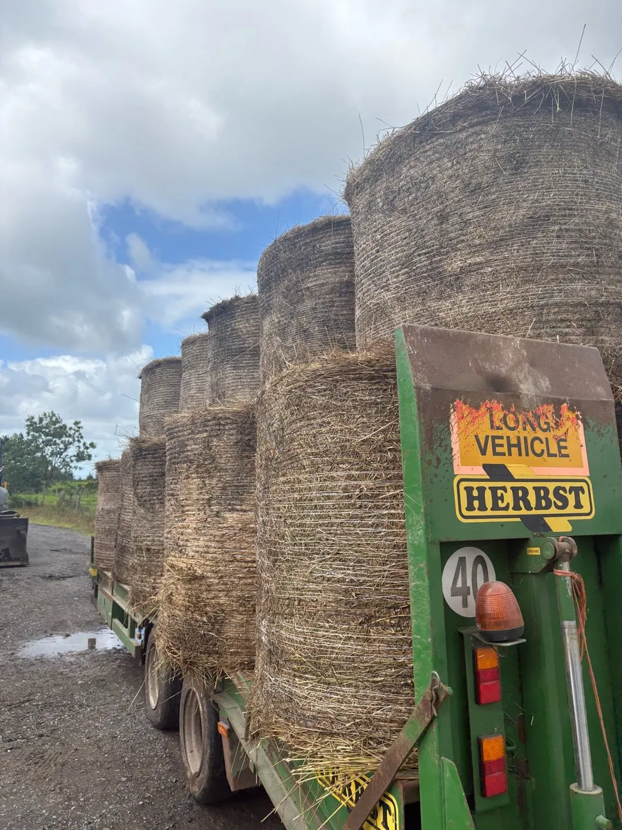Hay - rushes bales - Image 1