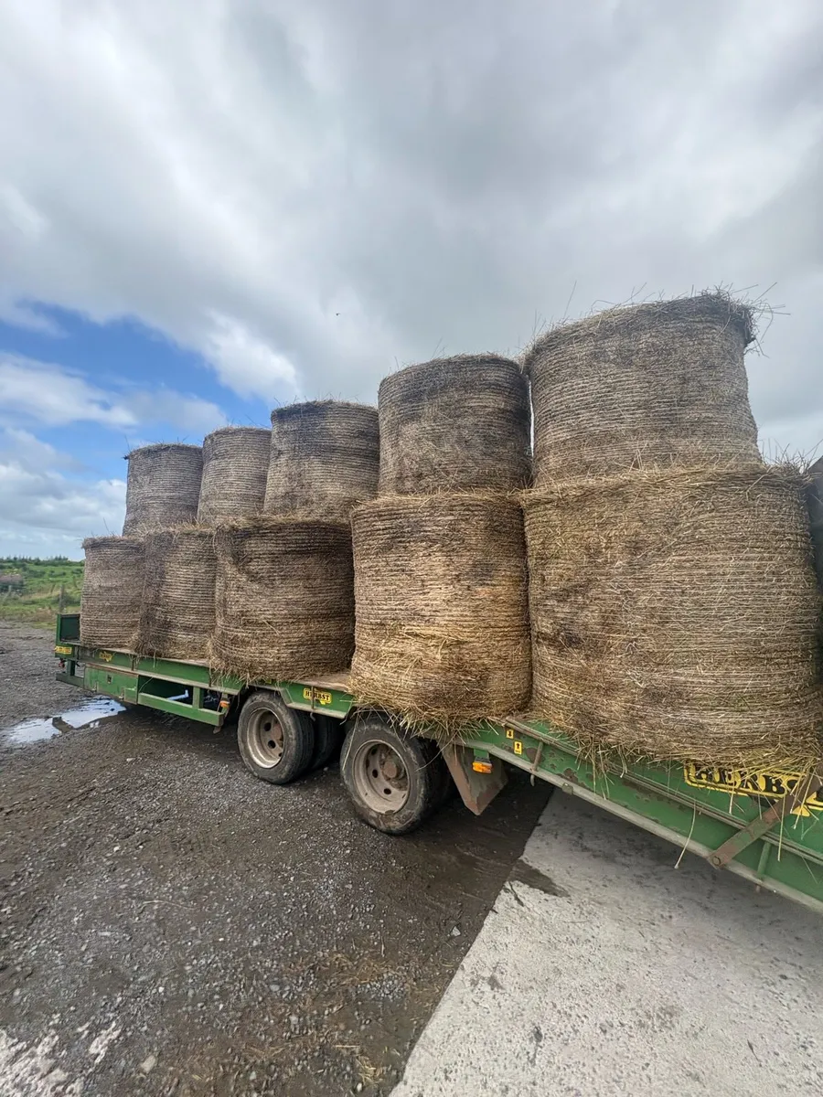 Hay - rushes bales - Image 2