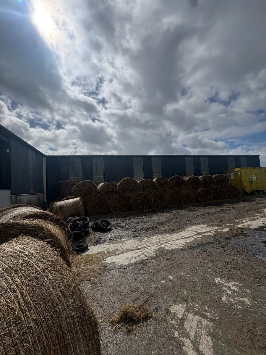 Hay - rushes bales - Image 3