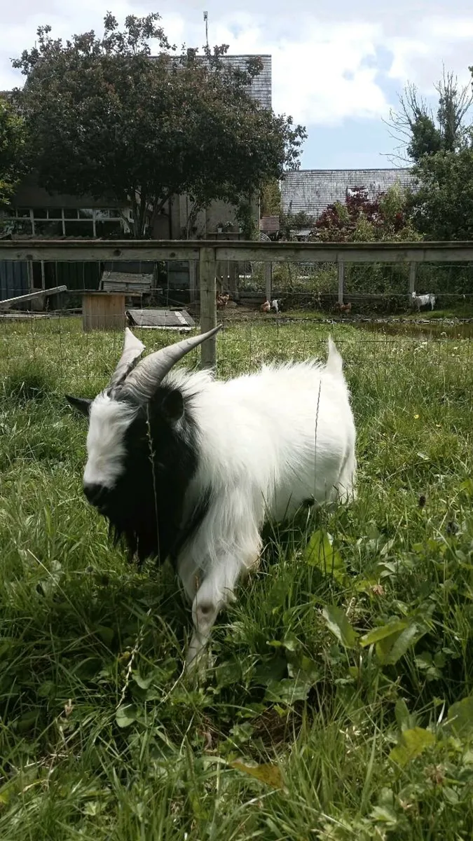 Pygmy male goat - Image 1