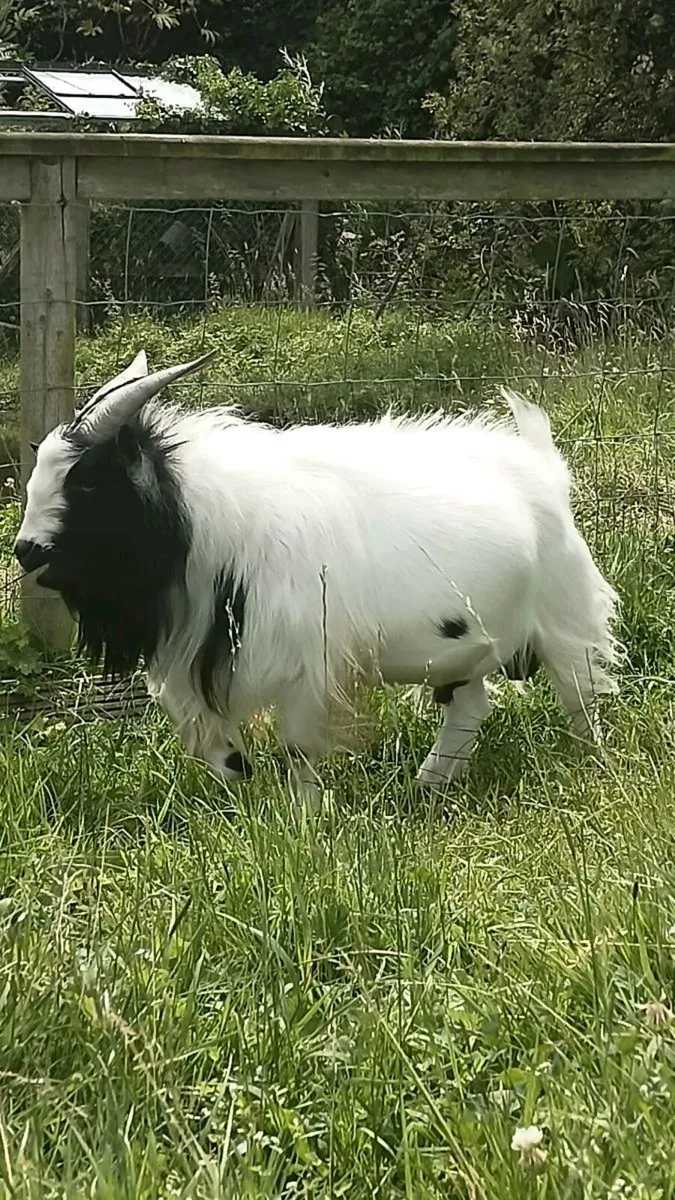 Pygmy male goat - Image 2