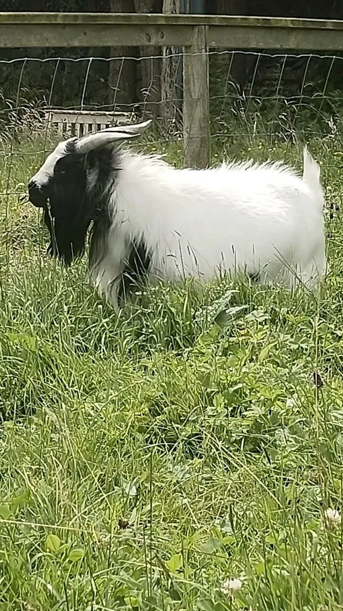 Pygmy male goat - Image 3