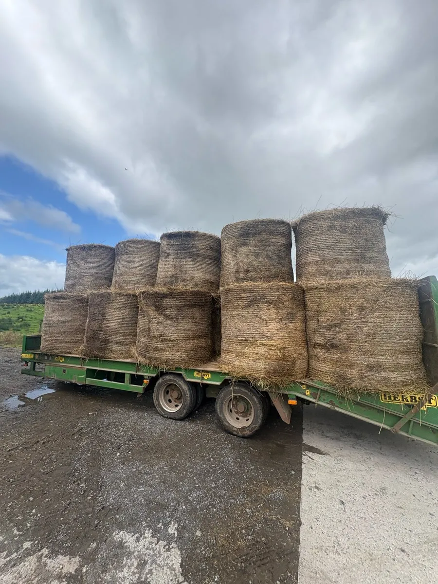 Hay - rushes bales - Image 4