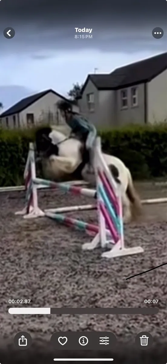 Smashing little cob - Image 1