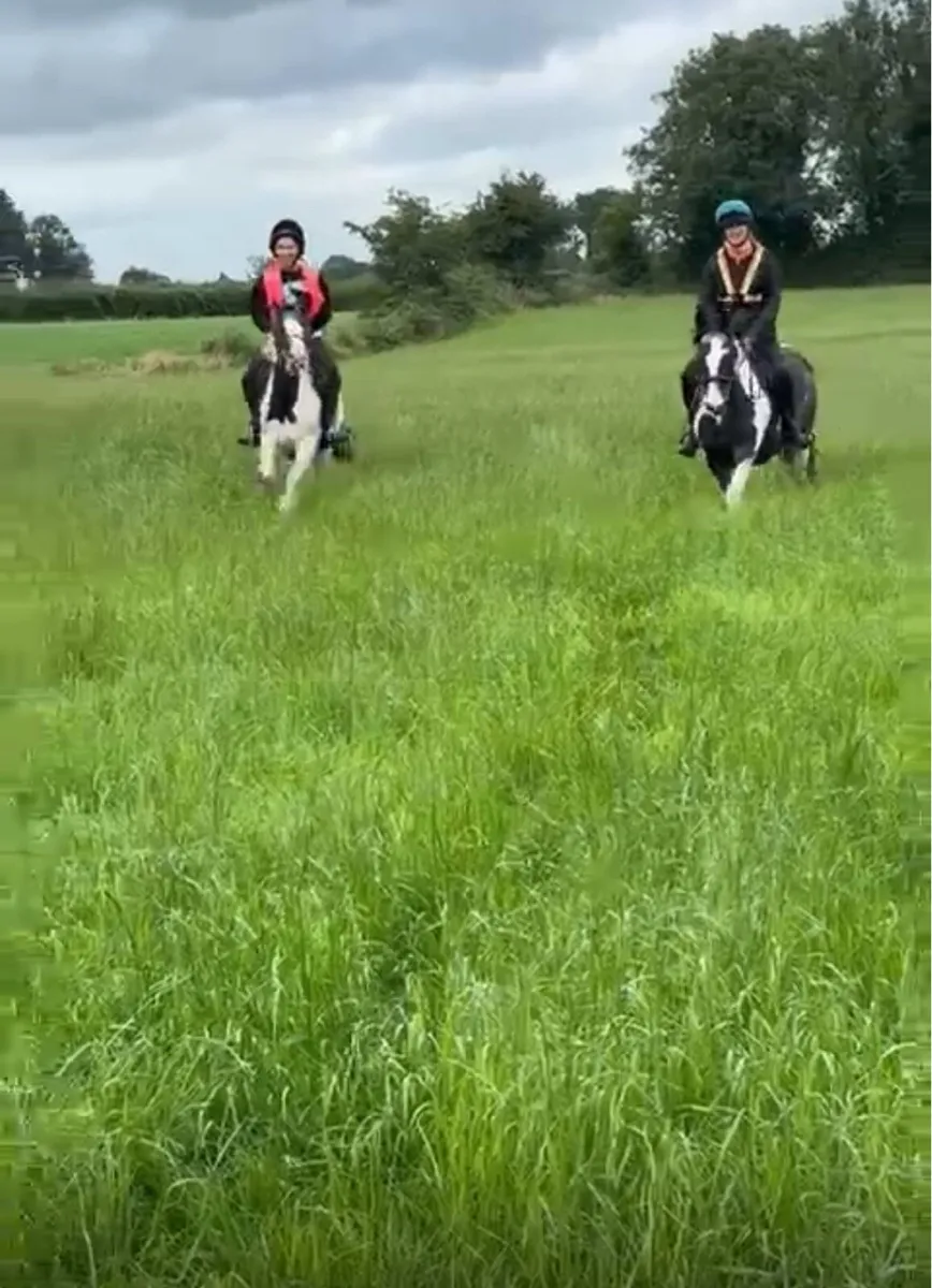 Smashing little cob - Image 2