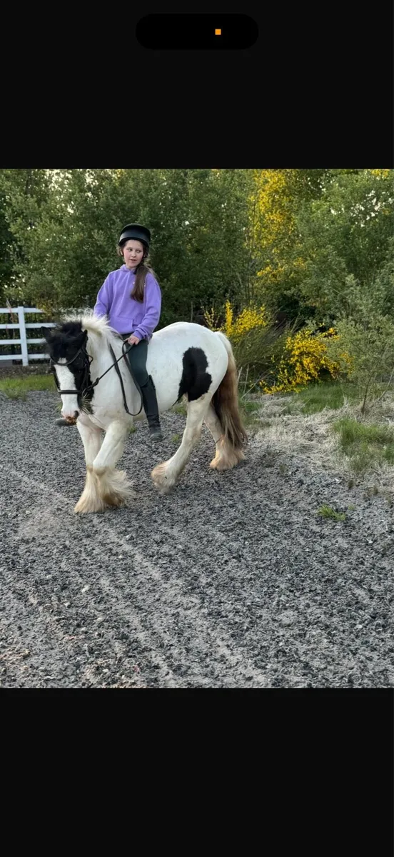 Smashing little cob - Image 3