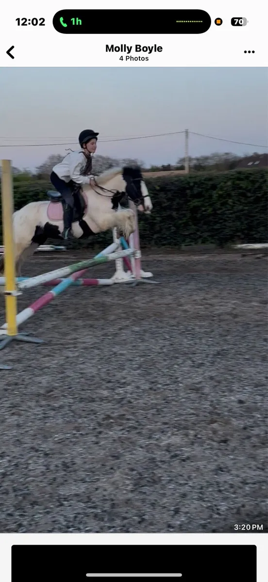 Smashing little cob - Image 4