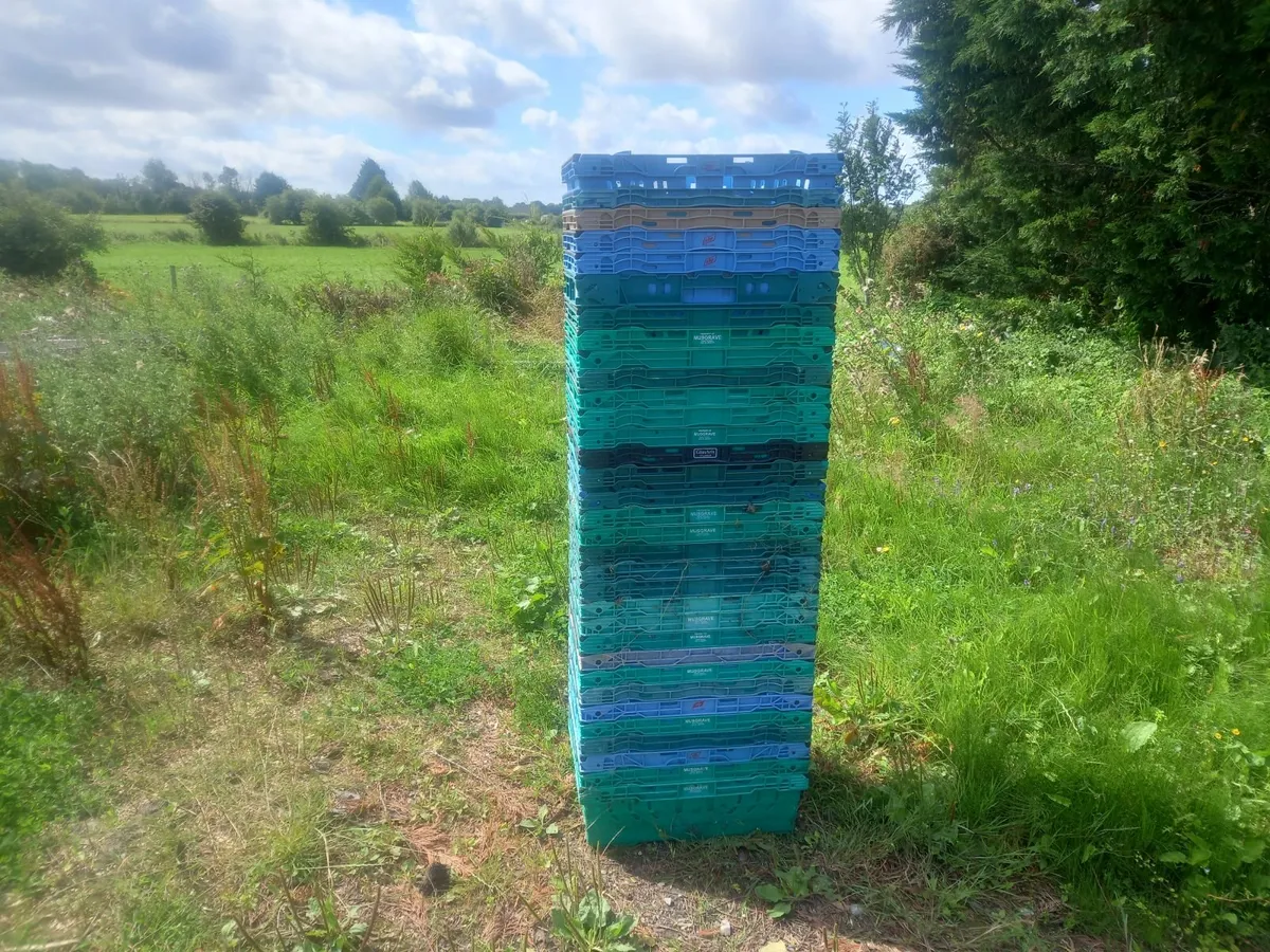 vegetable crates - Image 3