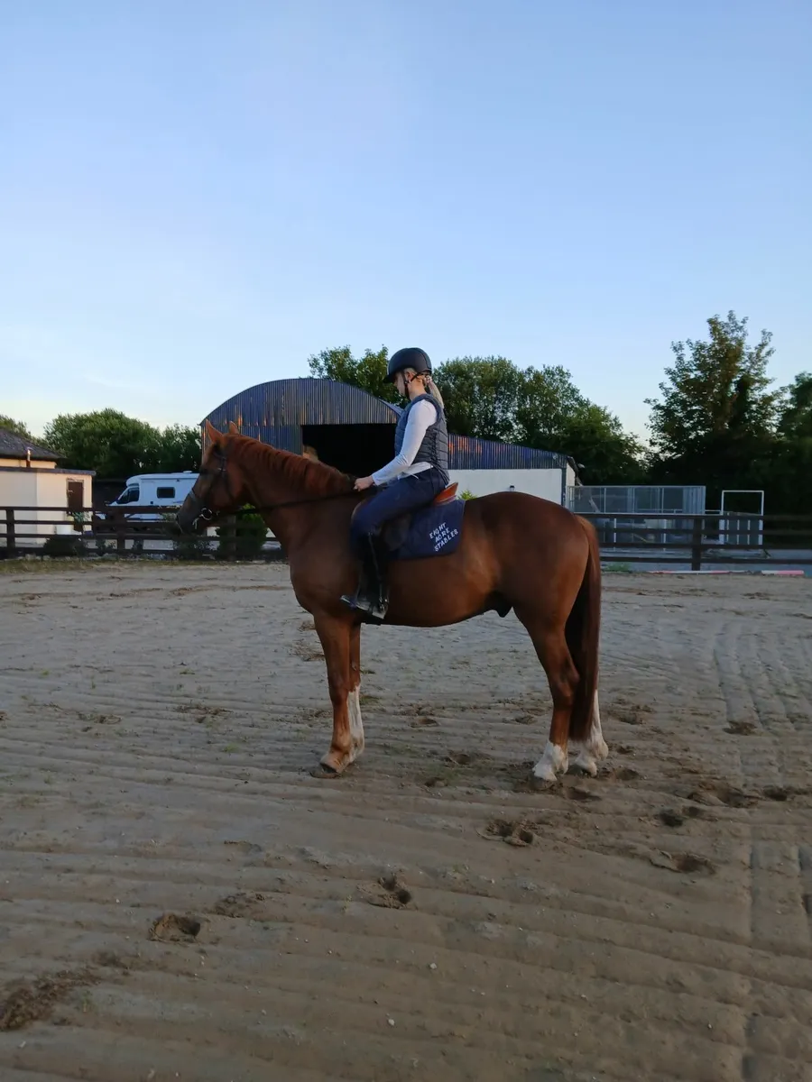 Horse - Image 2