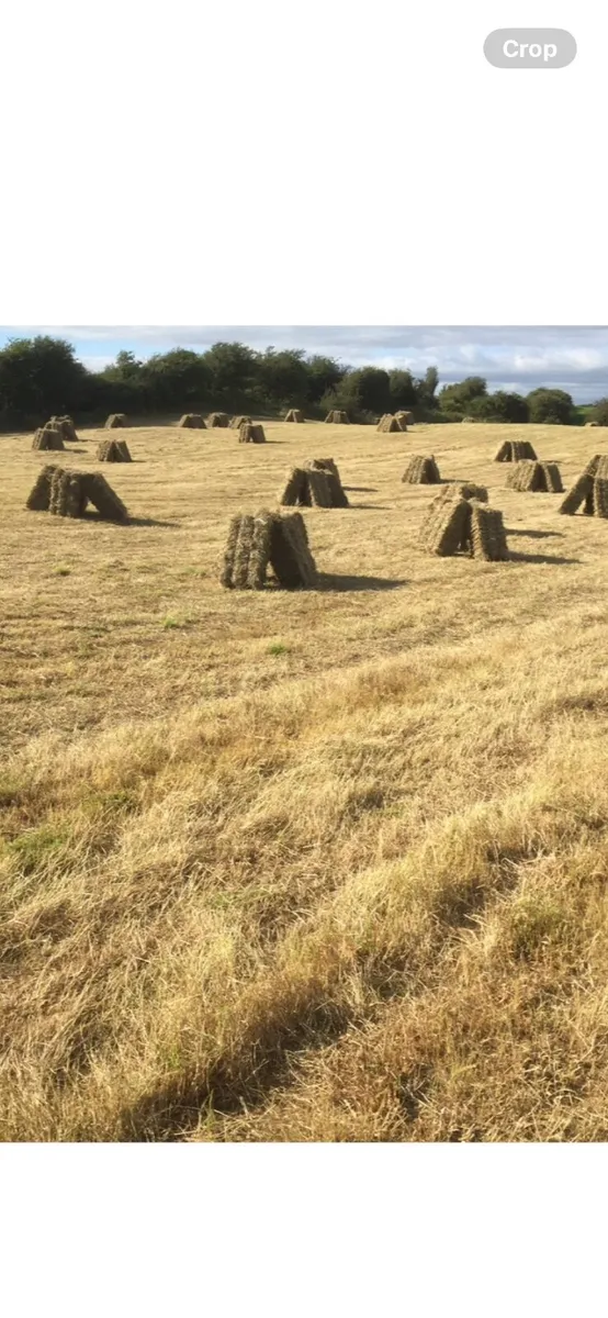 Square bales of hay - Image 1