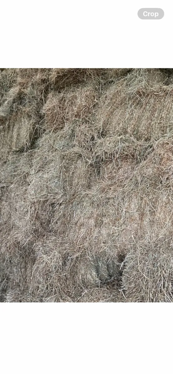 Square bales of hay - Image 2