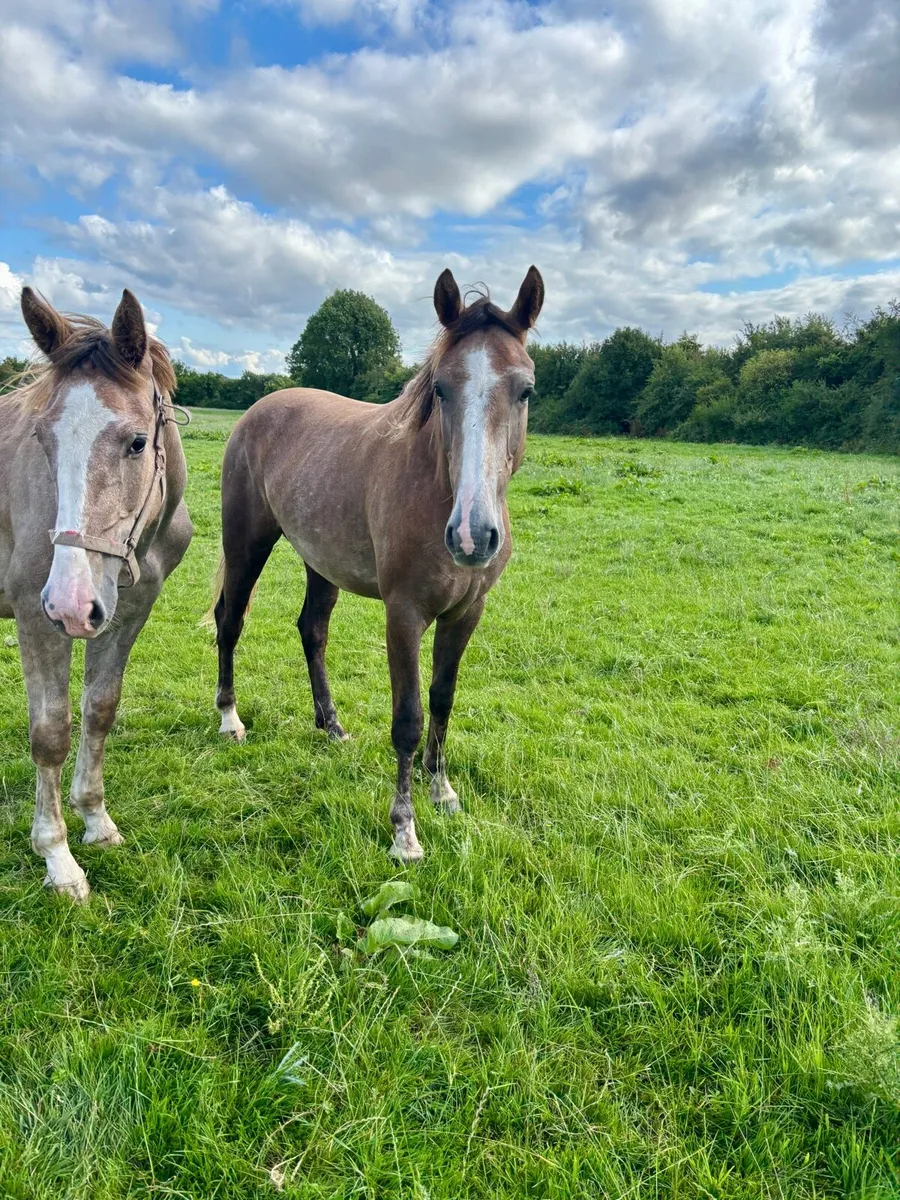 Quality 2 Year old Gelding - Image 2