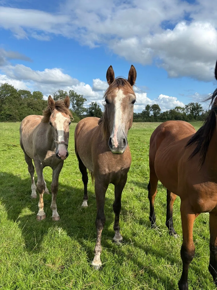Quality 2 Year old Gelding - Image 3