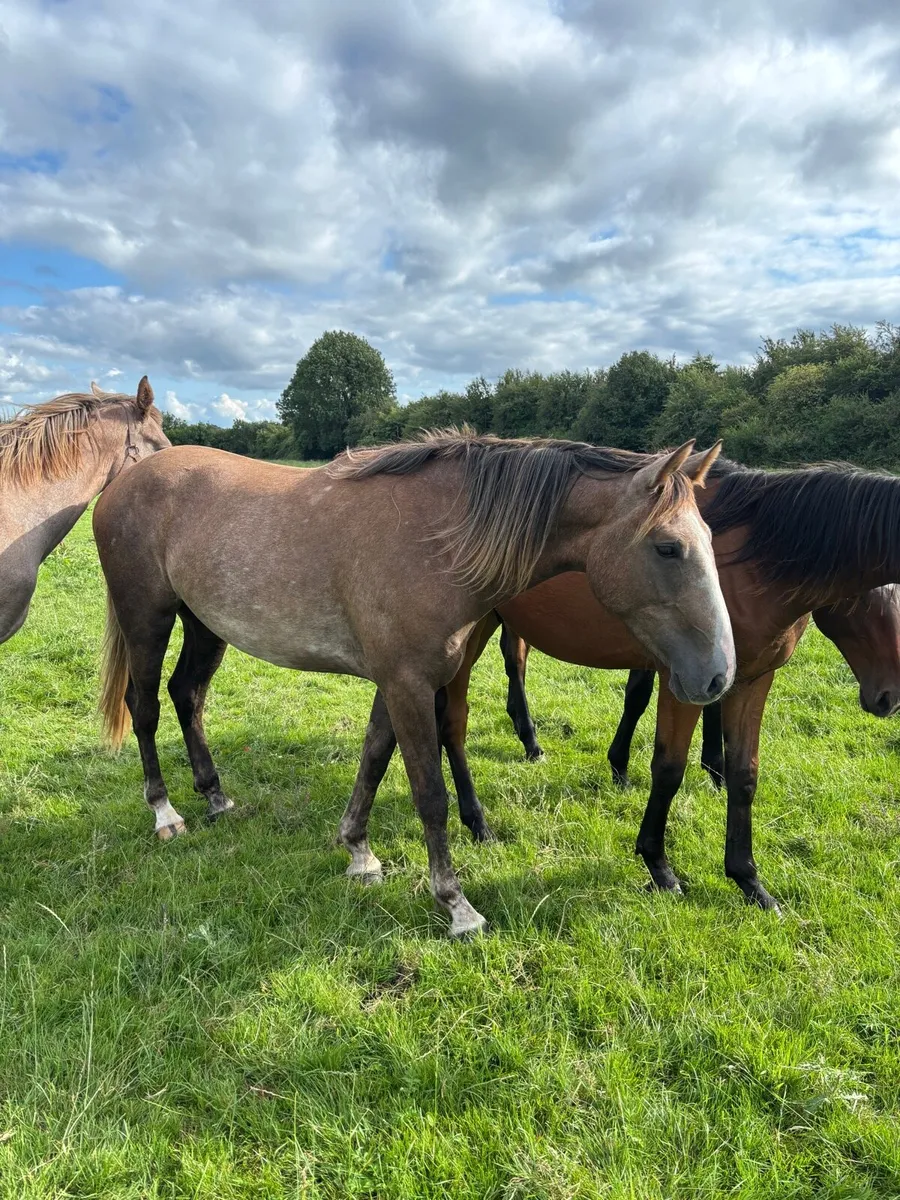 Quality 2 Year old Gelding - Image 4