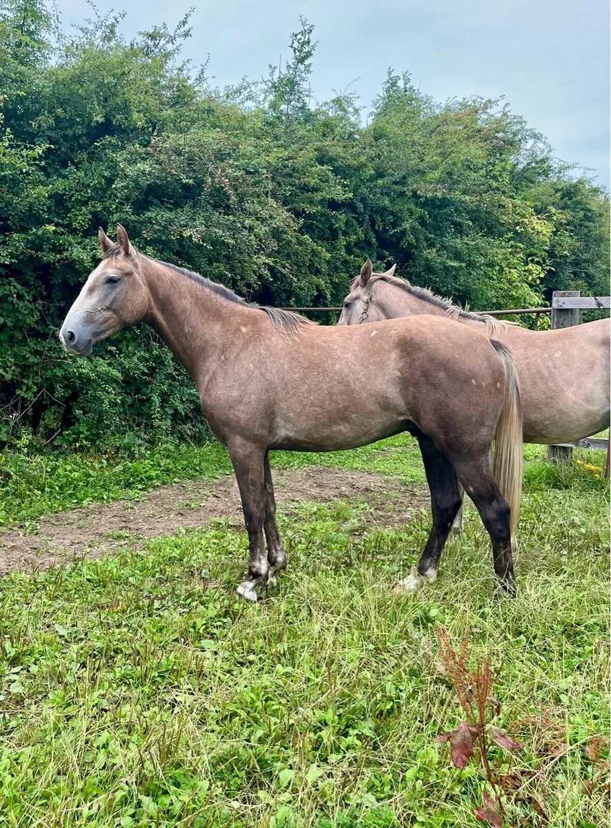 Quality 2 Year old Gelding - Image 1