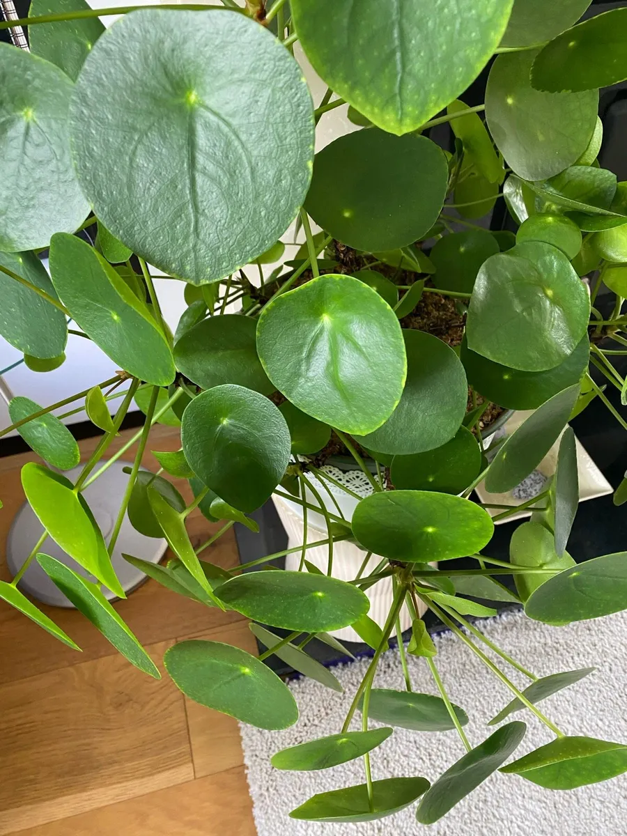 Pilea peperomioides, Chinese money plant - Image 2