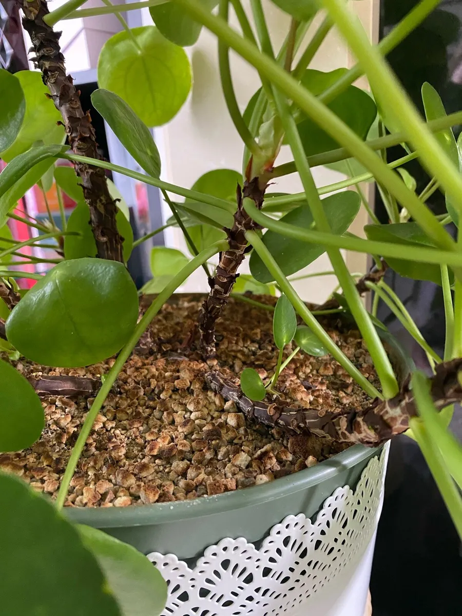 Pilea peperomioides, Chinese money plant - Image 3
