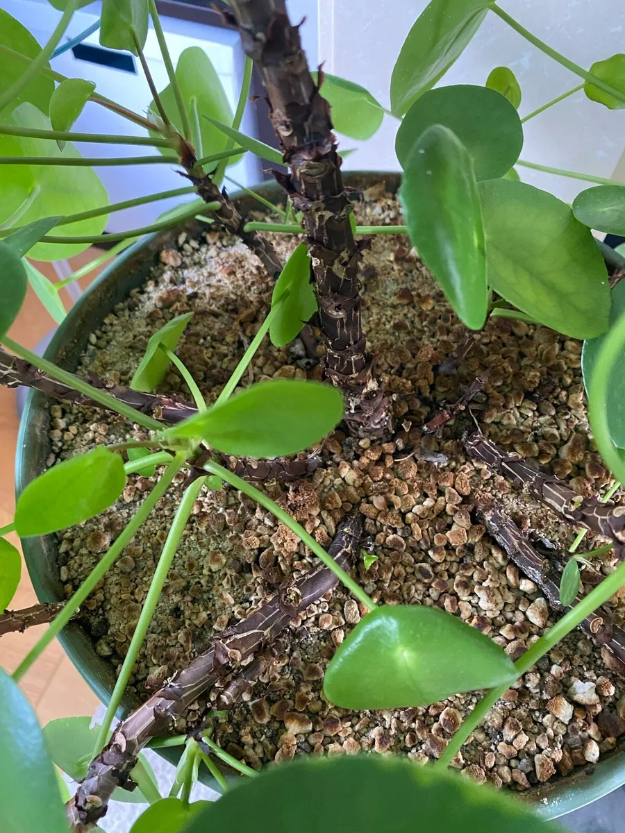 Pilea peperomioides, Chinese money plant - Image 4