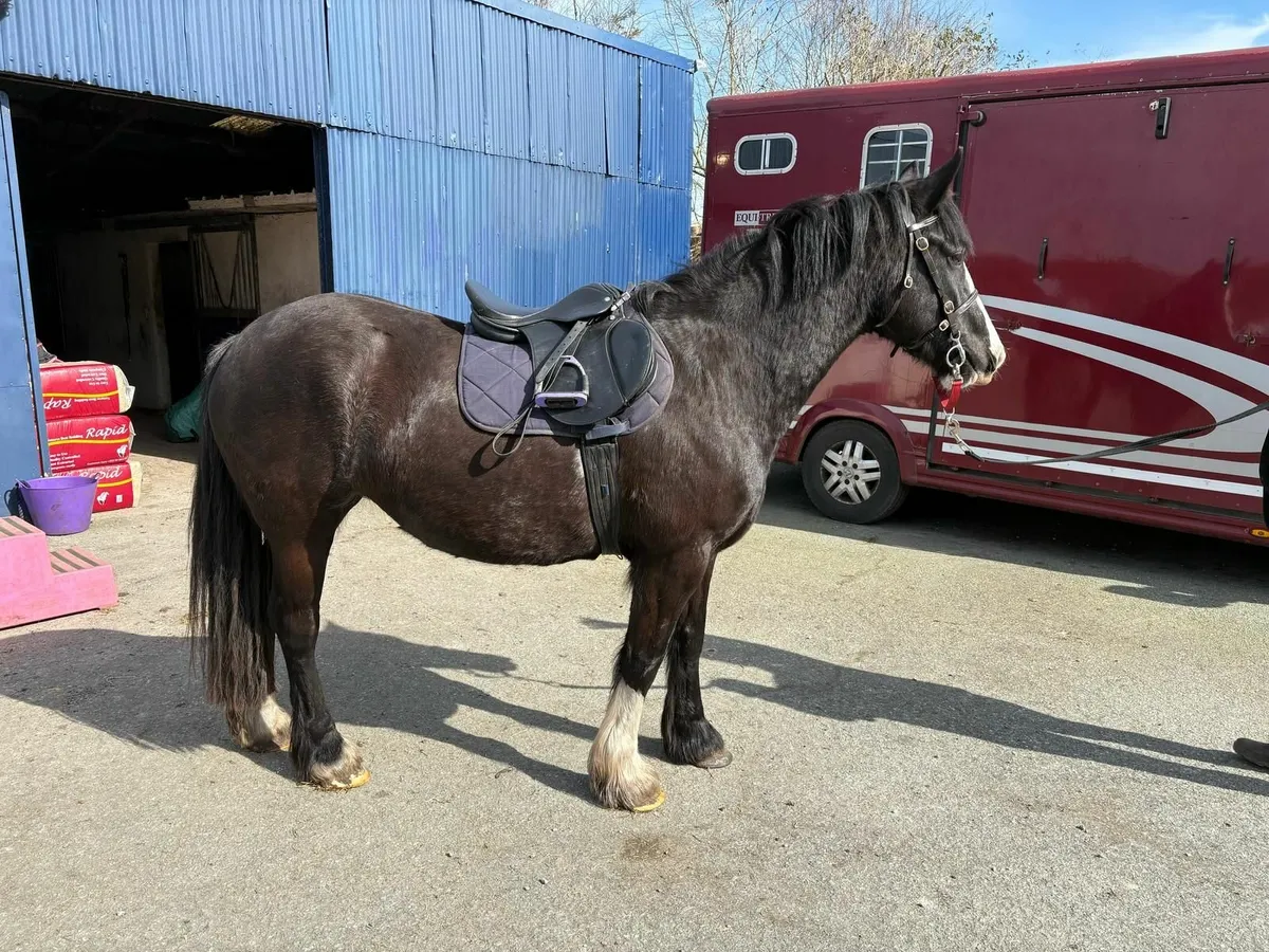 Beautiful black pony cob - Image 1