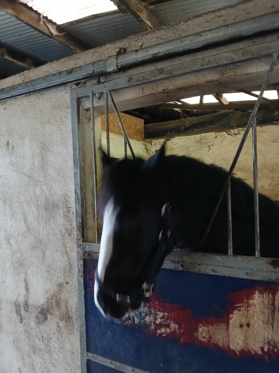 Beautiful black pony cob - Image 2
