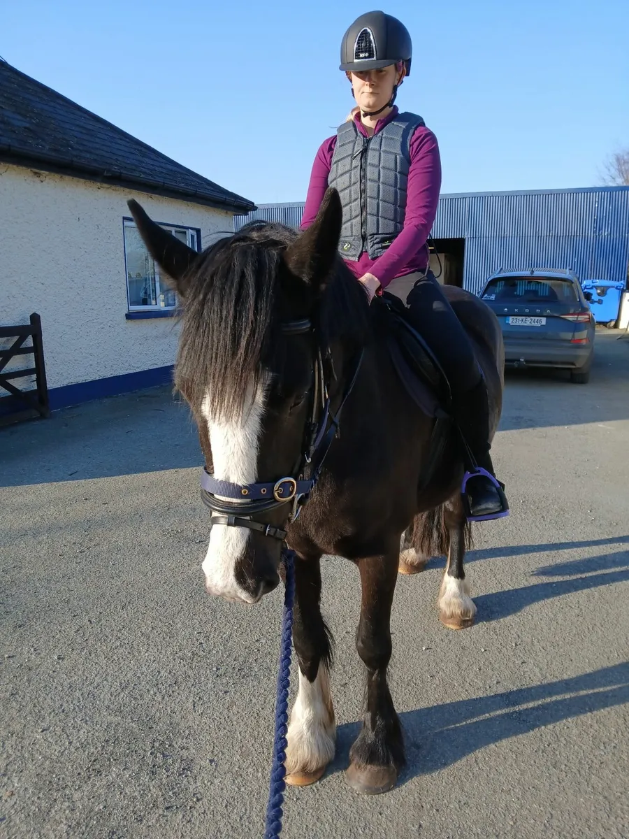 Beautiful black pony cob - Image 3
