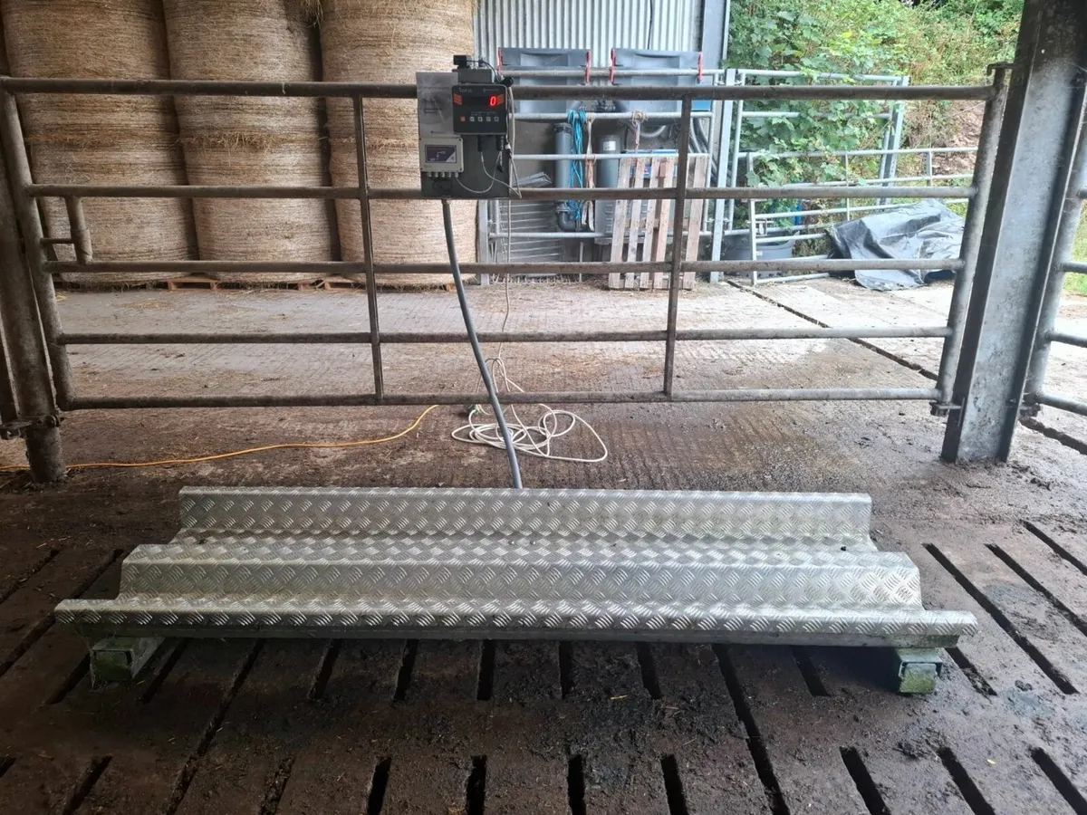 Weighing Scales Cattle - Image 1