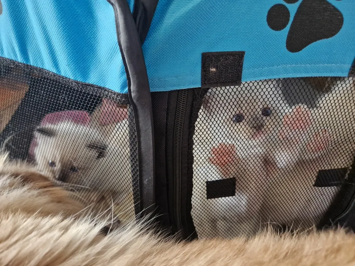 Cat - Image 1