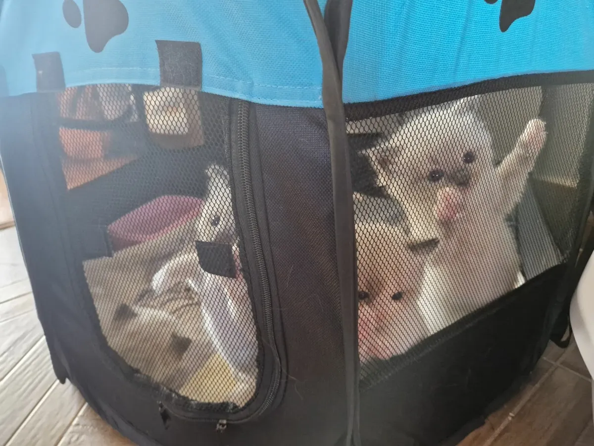 Cat - Image 2