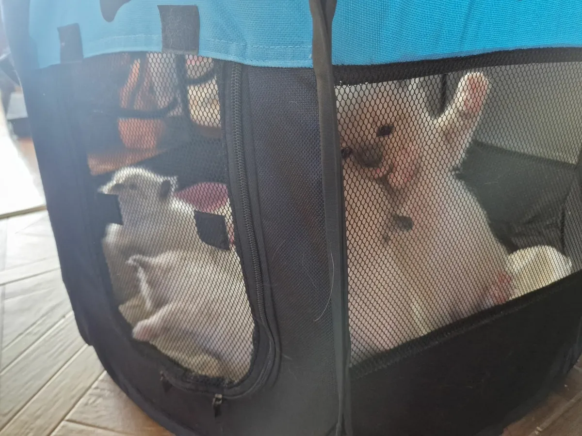 Cat - Image 3