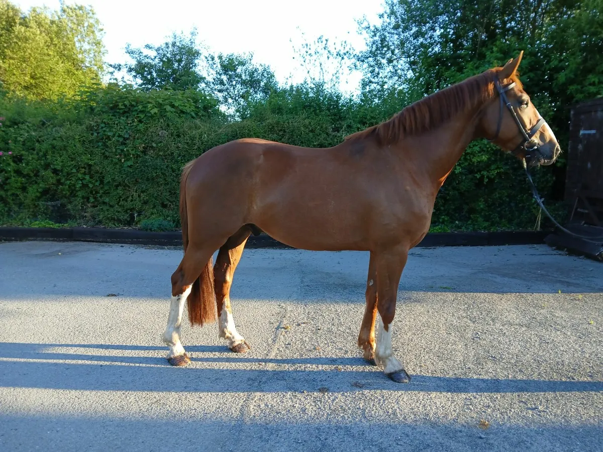 Horse - Image 4