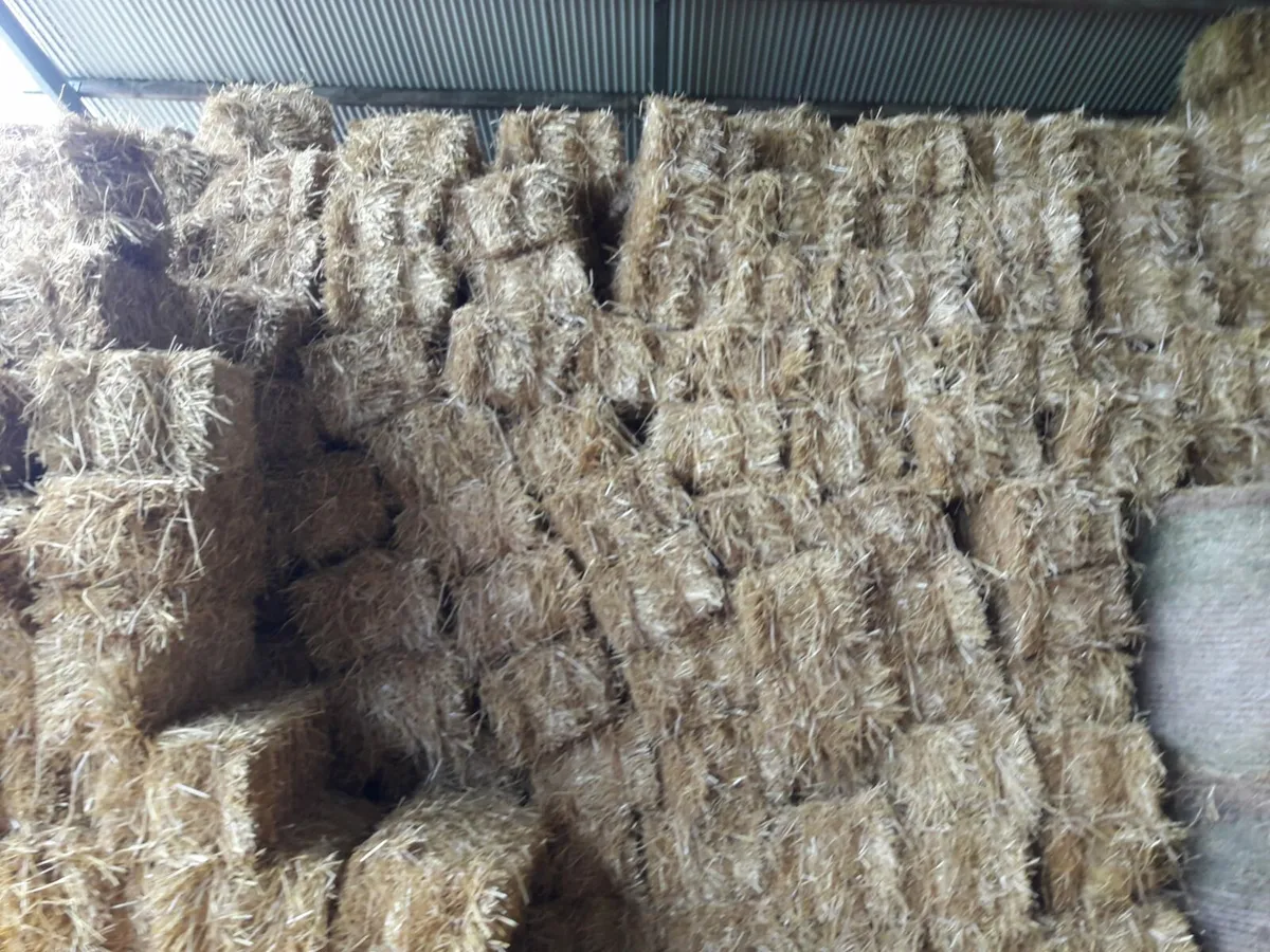 Small square bales of straw for sale - Image 2