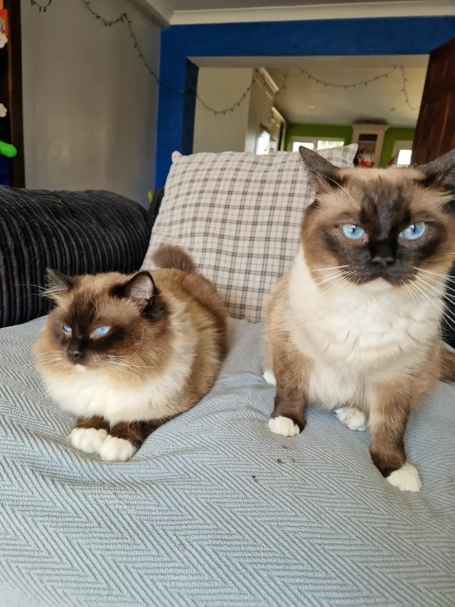 Cat - Image 4