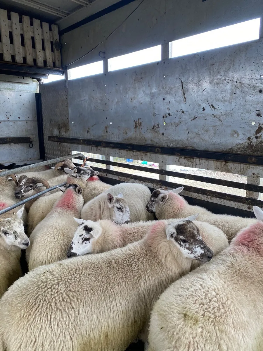 Organic Ewe Lambs Ballina Mart 5th August - Image 1