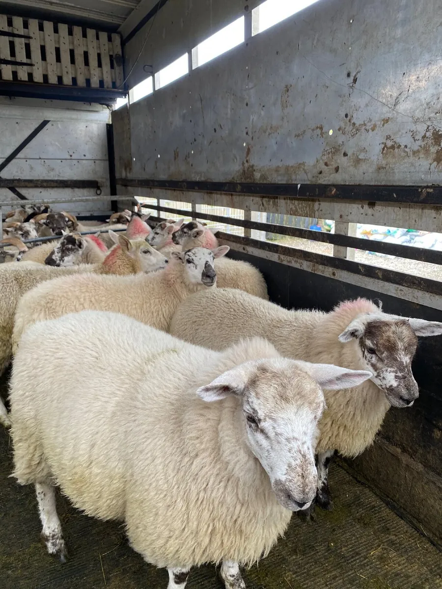 Organic Ewe Lambs Ballina Mart 5th August - Image 2