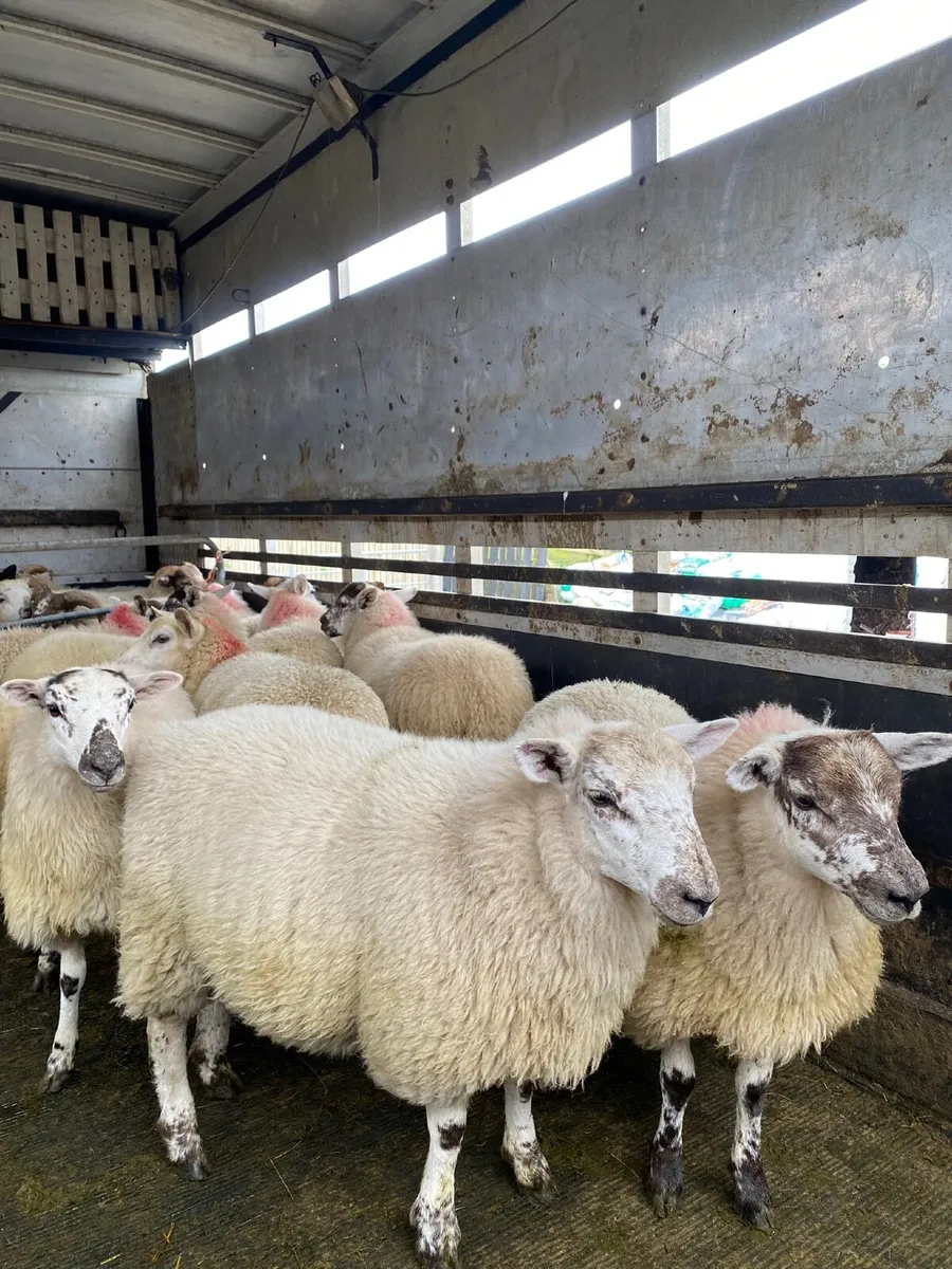 Organic Ewe Lambs Ballina Mart 5th August - Image 3