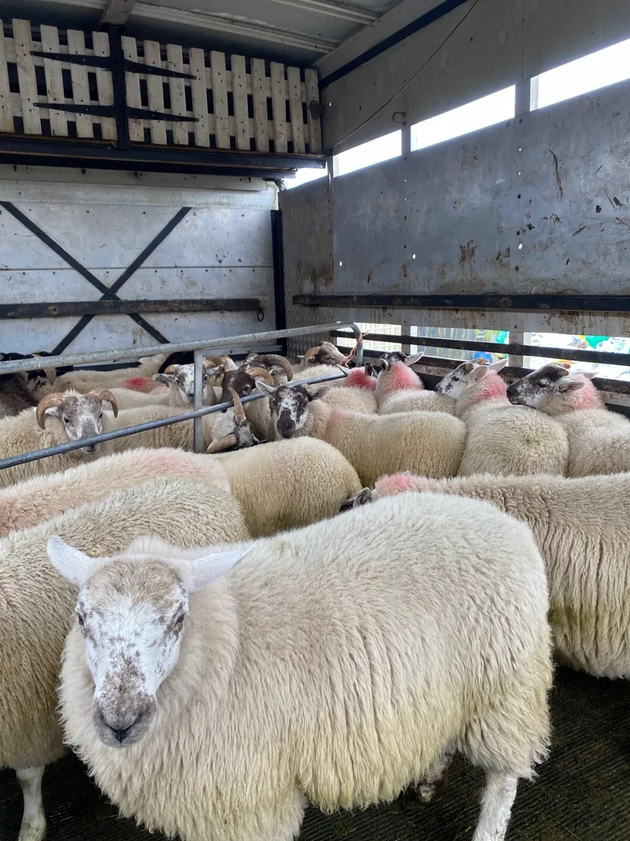 Organic Ewe Lambs Ballina Mart 5th August - Image 4