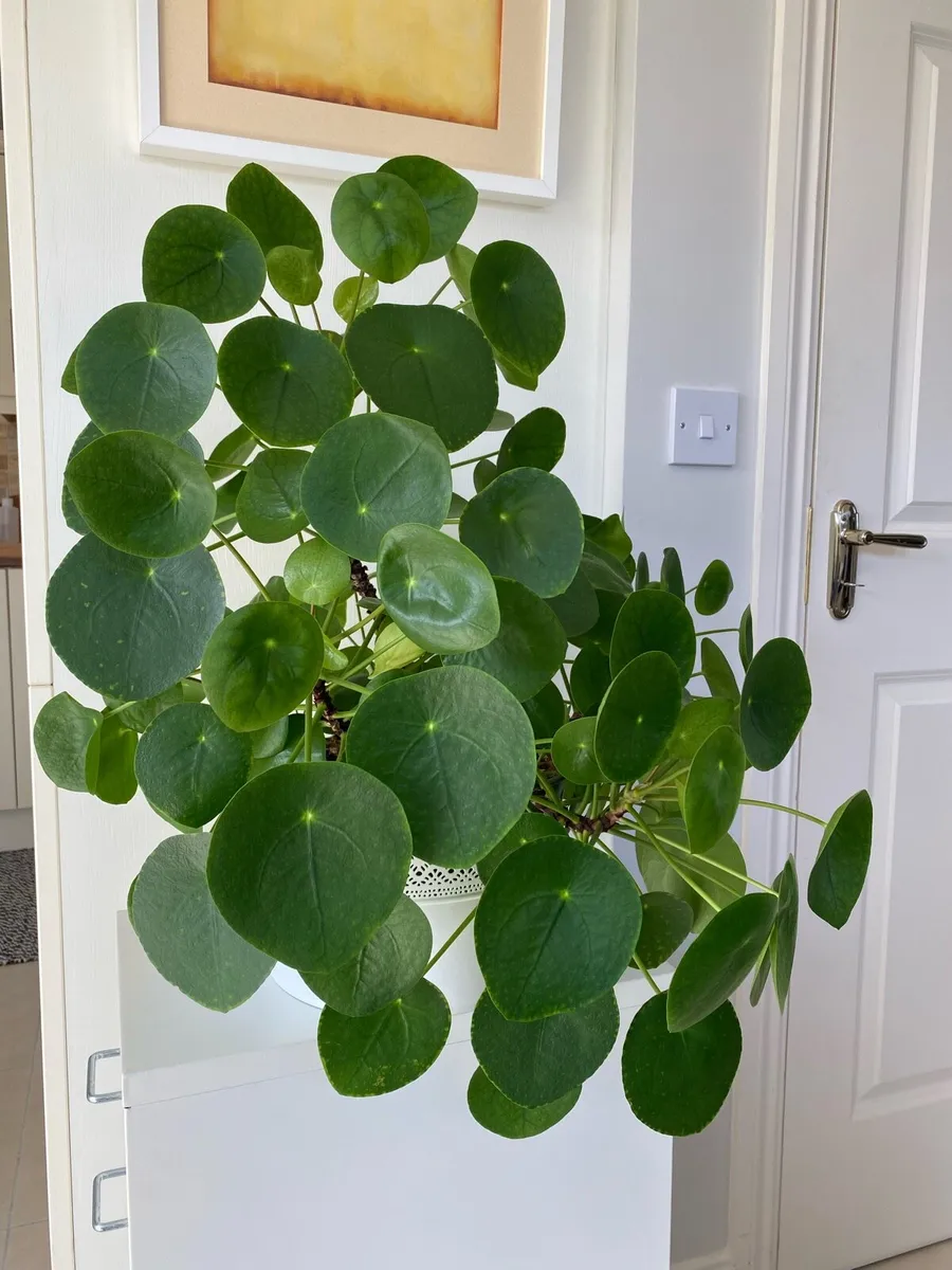 Pilea peperomioides, Chinese money plant - Image 1
