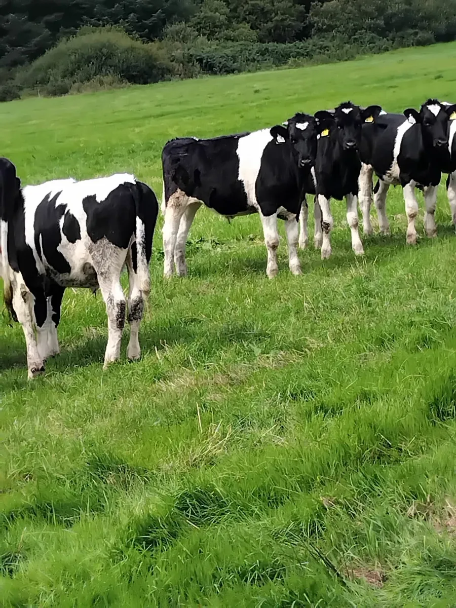Freisian cattle - Image 1