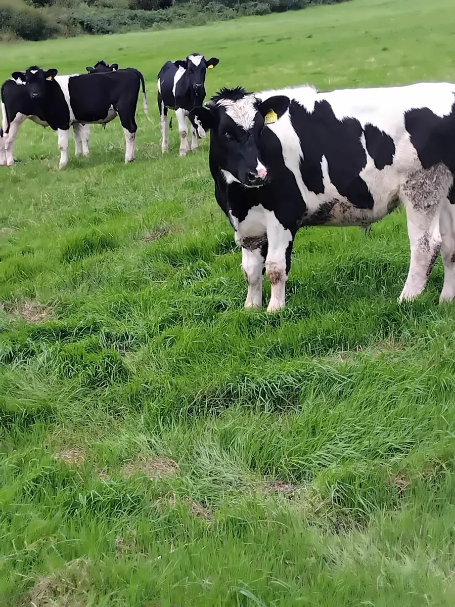 Freisian cattle - Image 2