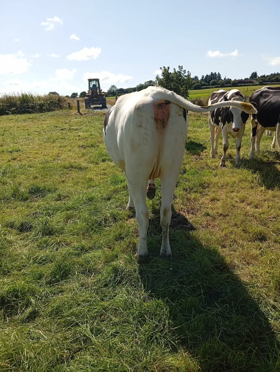 Dairy cattle - Image 1