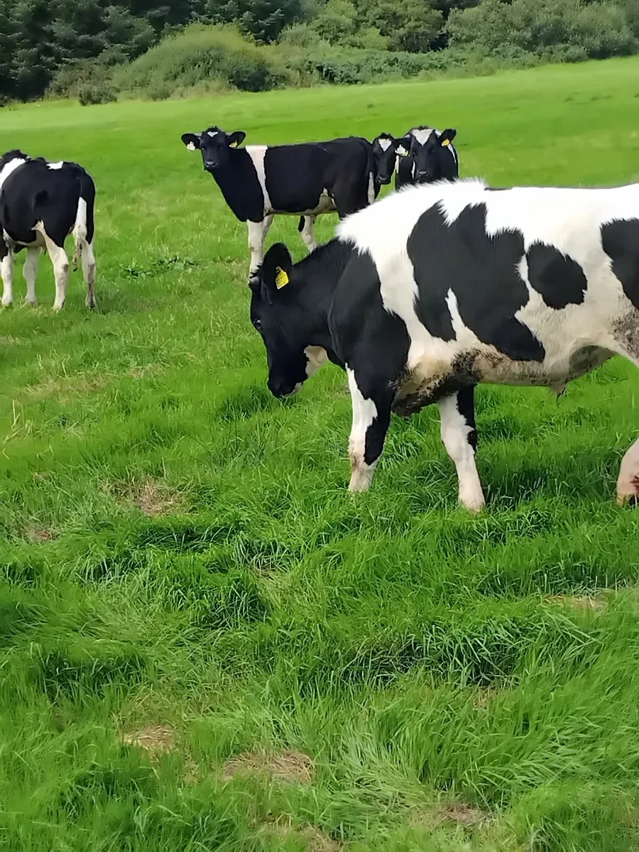 Freisian cattle - Image 3
