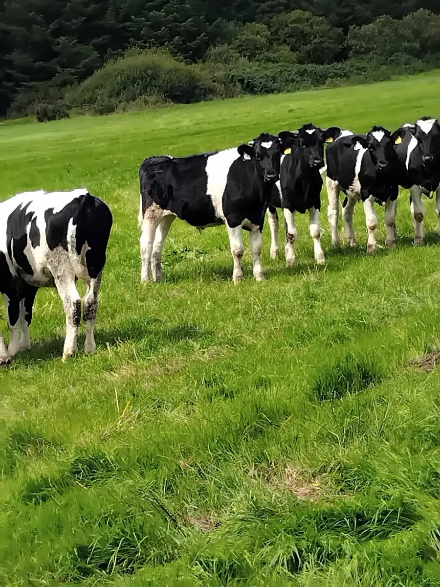 Freisian cattle - Image 4