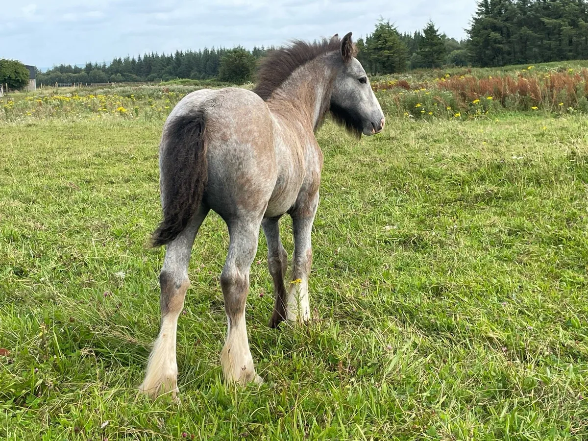 Heavy gray and black filly’s - Image 1