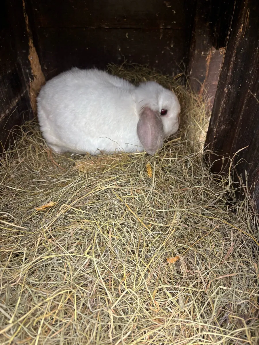 Rabbit - Image 1