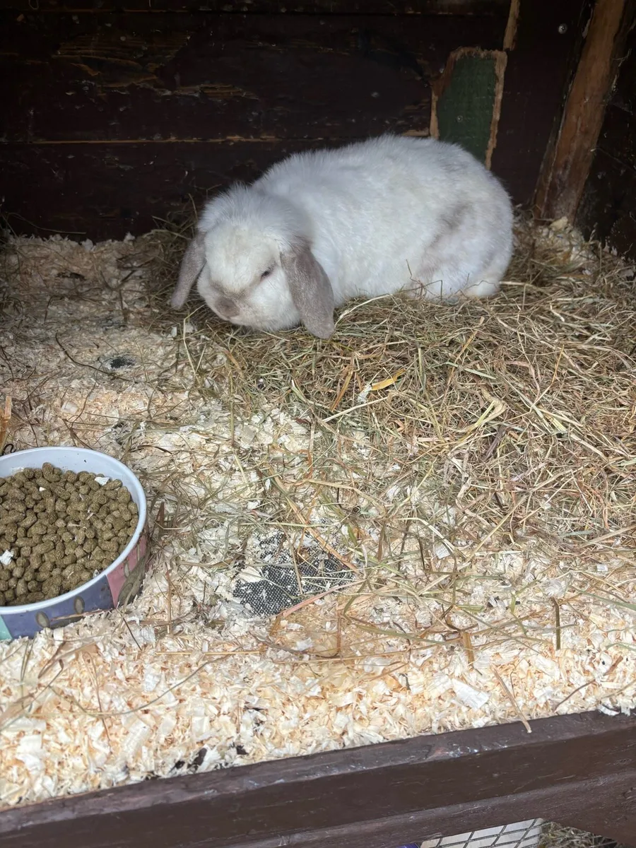 Rabbit - Image 2