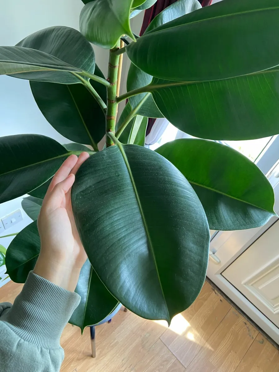 Indoor Robusta, Ficus Elastica (Rubber tree plant) - Image 3