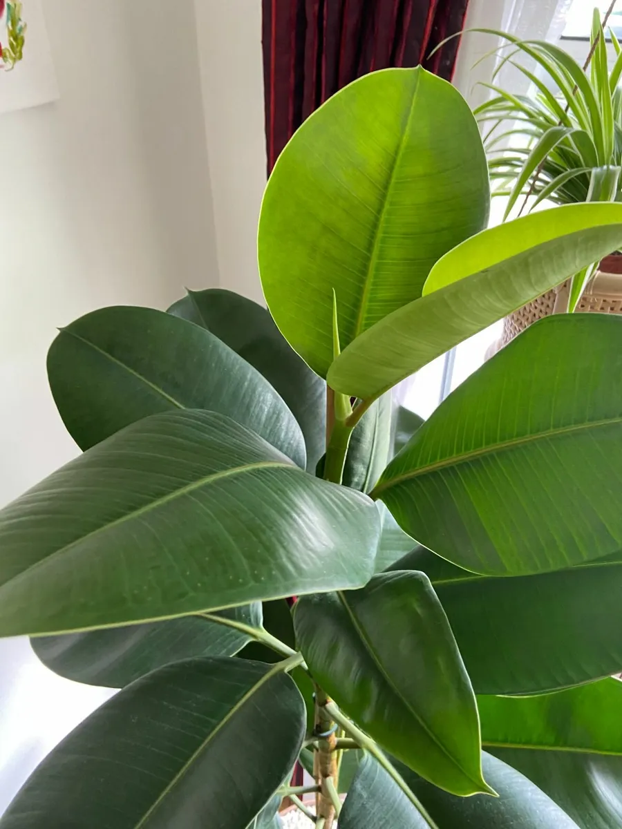 Indoor Robusta, Ficus Elastica (Rubber tree plant) - Image 4