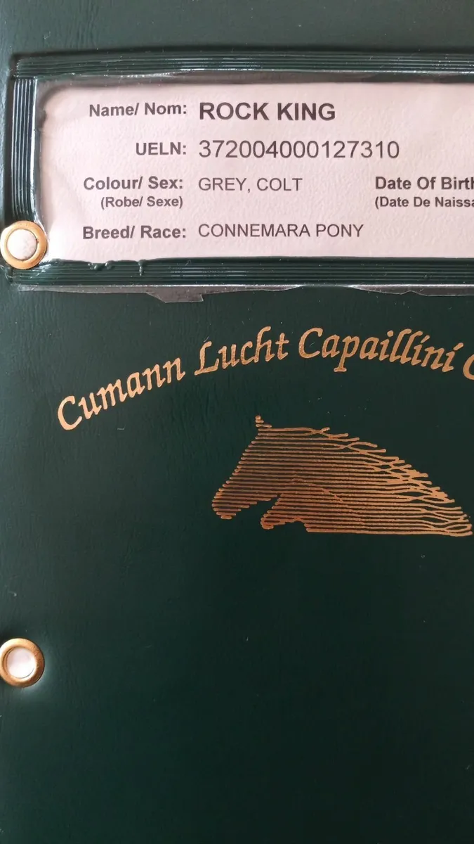 Connemara colt 🐎 - Image 4