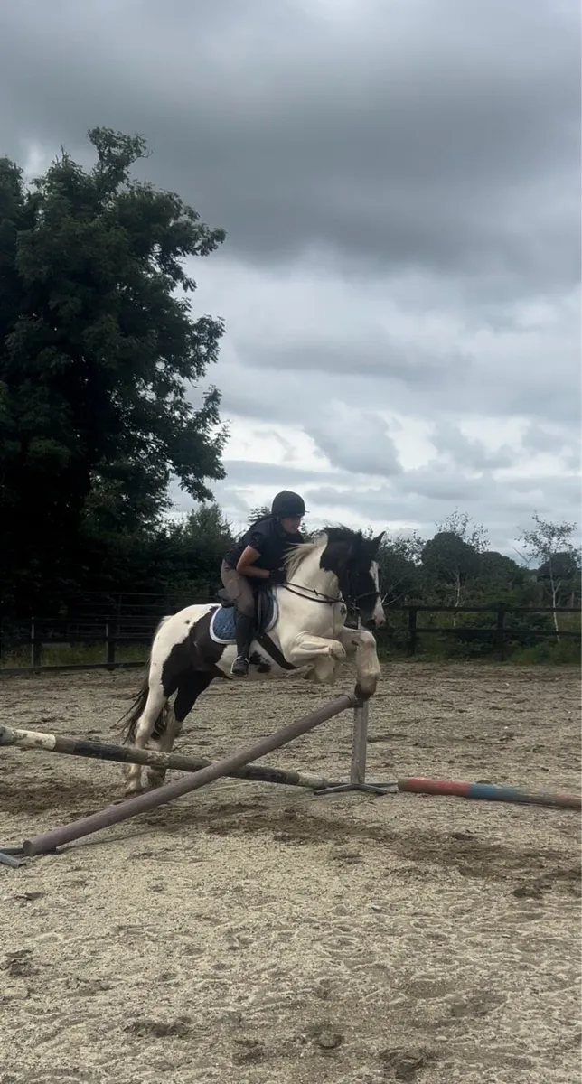 Cob gelding - Image 1